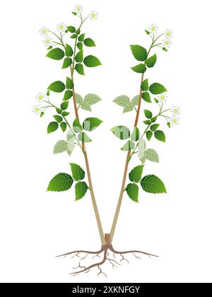 What Do Raspberry Roots Look Like Raspberry plant with roots isolated on white background Stock Vector ...