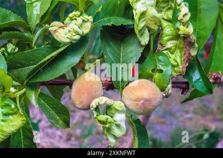 Green peach and leaves infected with peach leaf curl disease, showing characteristic symptoms. Stock Photo