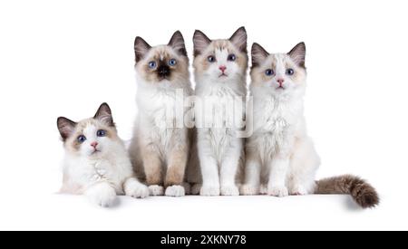 Row of 4 adorable Ragdoll cat kittens, laying and sitting beside each other. All looking towards camera with breed specific blue eyes. Isolated on a w Stock Photo