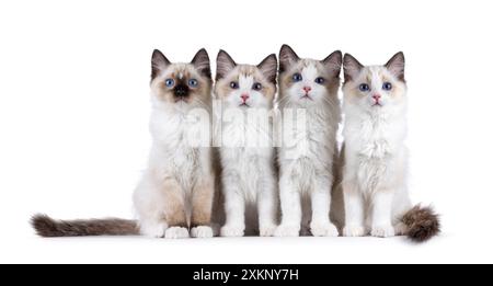 Row of 4 adorable Ragdoll cat kittens, sitting beside each other. All looking towards camera with breed specific blue eyes. Isolated on a white backgr Stock Photo