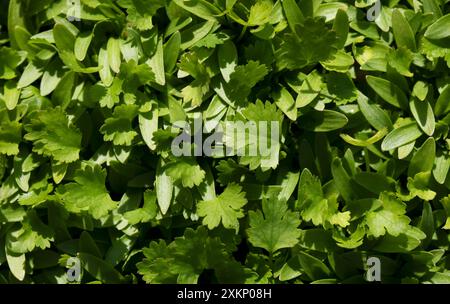 Vibrant young coriander leaves - Coriandrum sativum Stock Photo