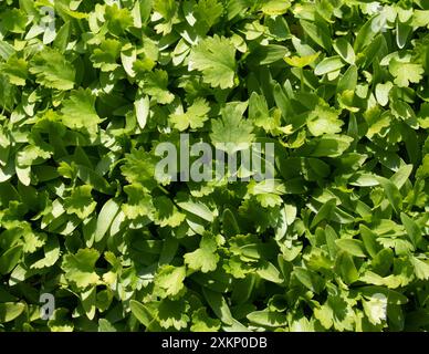 Vibrant young coriander leaves - Coriandrum sativum Stock Photo
