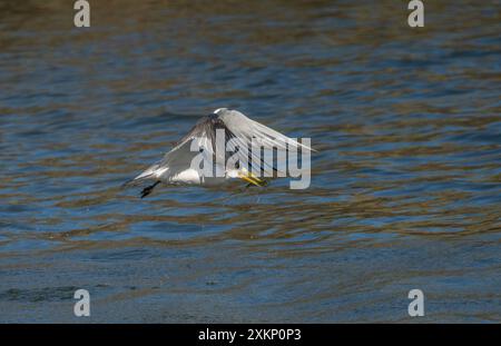 Crested tern  (Thalasseus bergii) sea loving bird in flight with its wings up after diving into the water to catch a small fish, Queensland, Australia Stock Photo