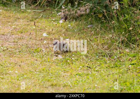 A common brown rat, Rattus norvegicus on grass near to a lake  in Dorset, UK Stock Photo