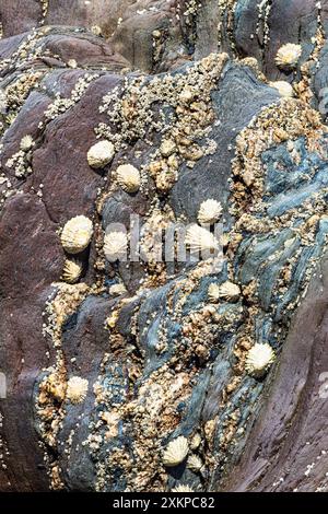 Shells on sea rocks and cliffs Stock Photo