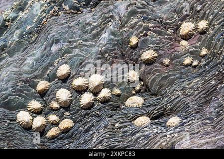 Shells on sea rocks and cliffs Stock Photo