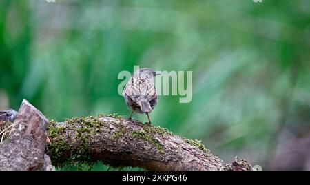 Dunnock Feeding In The Woods Stock Photo Alamy dunnock-feeding-in-the-woods-stock-photo-alamy