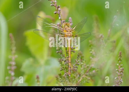 Female Common darter dragonfly, Sympetrum striolatum. UK Stock Photo