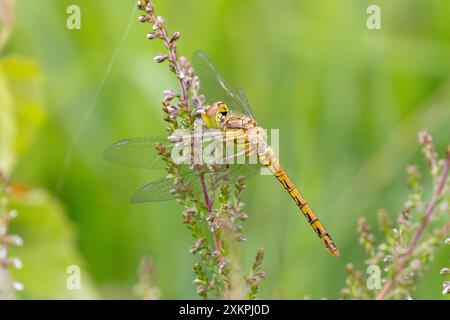 Female Common darter dragonfly, Sympetrum striolatum. UK Stock Photo