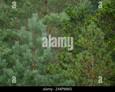 Dense coniferous forest. Tops of spruce and pine trees close-up, Skagen, Denmark . Stock Photo