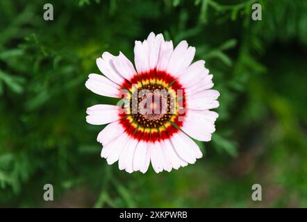 Ismelia carinata, the tricolour chrysanthemum, tricolor daisy or annual chrysanthemum close up Stock Photo
