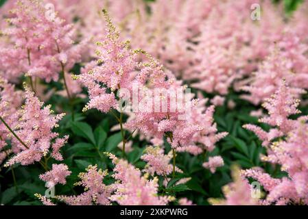 Lilac Astilbe flowers (false goat's beard). Queen ALexandra variety, hybrid. Russian Far East. Stock Photo