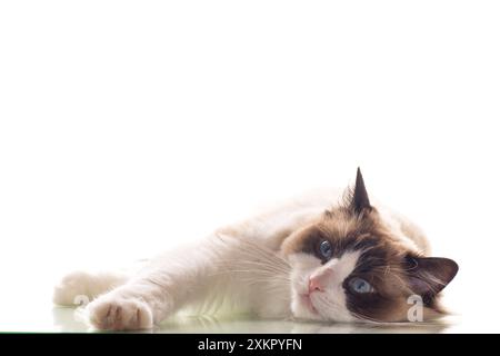 Beautiful young healthy Ragdoll cat isolated on a white background. Stock Photo