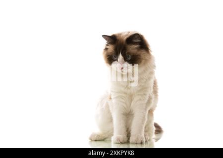 Beautiful young healthy Ragdoll cat isolated on a white background. Stock Photo