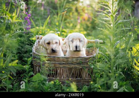 Two cute little puppies in a wicker basket. Pretty golden retriever dogs in the garden. Lovely pets among flowers and thick grass. Stock Photo