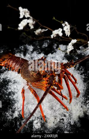 Close up of fresh spiny rock lobster on water。Jasus lalandii also called the Cape rock lobster or West Coast rock lobster is a species of spiny lobste Stock Photo