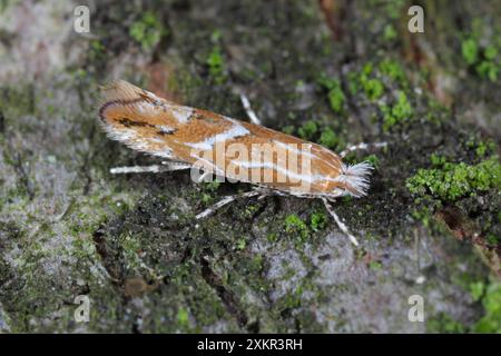 Cameraria ohridella (horse-chestnut leaf miner) on Horse Chestnut showing markings and detail. A moth on the bark of a chestnut tree. Ultralacro. Stock Photo