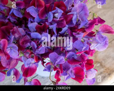 A bunch of bi-coloured blue and purple 'Cupani' sweet pea flowers close up, arranged in a vase and shot from above (Lathyrus odoratus 'Cupani') Stock Photo