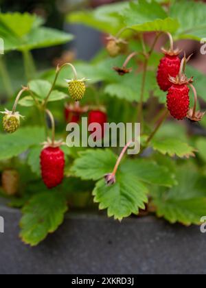 Tiny alpine strawberries or wild strawberries (Fragaria vesca) close up growing on a plant in a patio pot as an edible crop Stock Photo