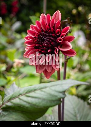 Dahlia 'Night Silence' flower close up in a cutting garden, a decorative dahlia with dusky matt pink petals Stock Photo