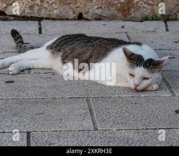 Cat resting on the street Stock Photo