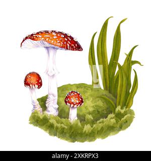 Three poisonous fly agarics drawn by hand among the green grass on a lawn in the forest. Watercolor botanical illustration of fly agaric for food, dri Stock Photo