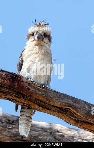 Front view of a Laughing kookaburra, Dacelo novaeguineae, a territorial tree kingfisher native to Australia. This adult bird in perched in a tree in F Stock Photo