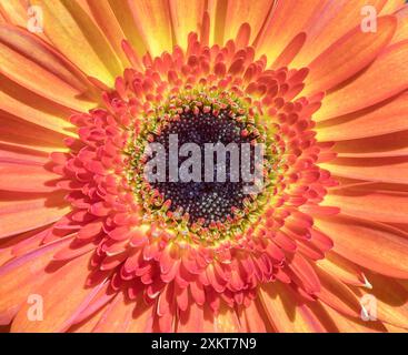 Patio Gerbera or Volcanoes Gerbera flower head center. Stock Photo