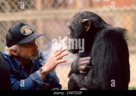 1985 Smokin' Sam is a chimpanzee at the West Coast Game Park near Bandon  Oregon. He occasionally enjoys a cigarette with the owner of the preserve  Stock Photo
