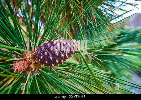 Pine Cone with Dew on Needles Close-Up in Forest Stock Photo