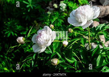 Blossoming buds of white peony flowers on a background of dark green leaves. Stock Photo