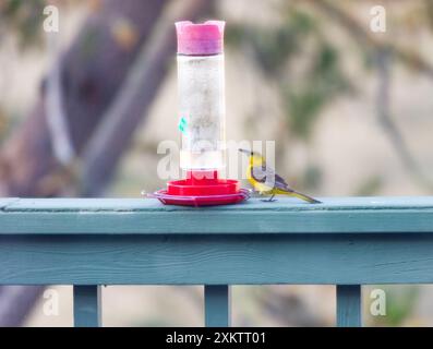 Hooded Oriole Female at Hummingbird Feeder Stock Photo