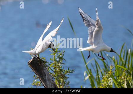 Blackheaded gull on wooden pole with raised wings chasing rival bird away Stock Photo