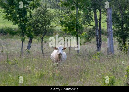 Single white cow standing in field with high grass and summer flowers. Frontal looking into camera Stock Photo