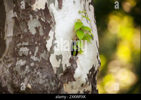 New shoot growing from London Plane tree  cavity Stock Photo