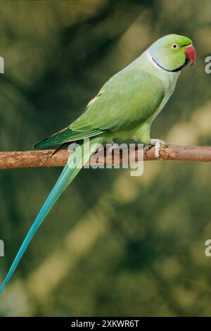 Rose-Ringed / Ring-necked / Indian ring-necked Stock Photo