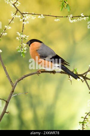 BULLFINCH - Male perched on branch Stock Photo