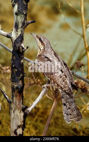 Northern WRYNECK Stock Photo