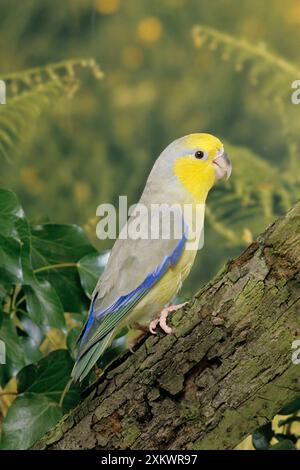 Yellow-faced Parrotlet Stock Photo