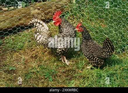 Scots Grey CHICKEN - pair in pen Stock Photo