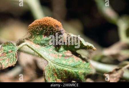 RED SPIDER MITES Stock Photo