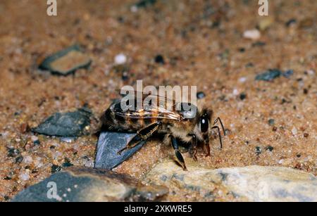 African Honeybee - drinking from wet sand Stock Photo