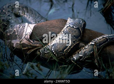 Indian Python - swallowing Hog Deer. Took 4 hours Stock Photo - Alamy