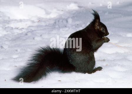 Tassel-eared Squirrel - in winter - USA Stock Photo