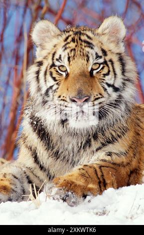 Siberian / Amur TIGER - young in snow facing Stock Photo