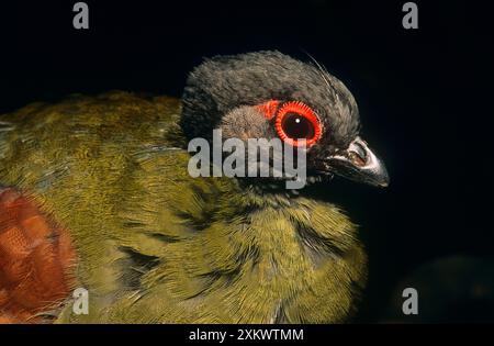 Crested Wood Partridge - female Stock Photo