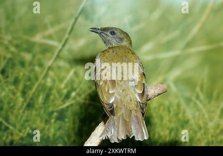 Bearded Bellbird Stock Photo