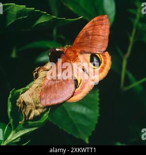 Io Moth Automeris io female on Maple seeds Acer species USA Stock Photo ...