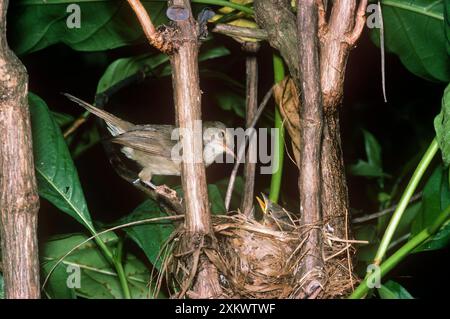 Seychelles Warbler - at nest with chick Stock Photo