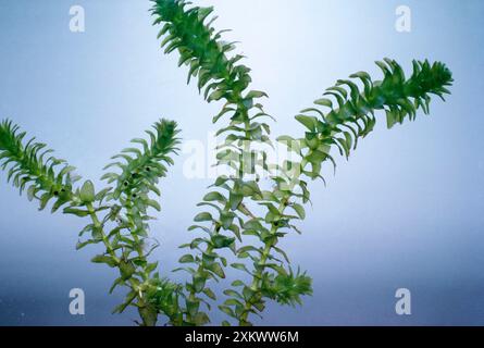 CANADIAN PONDWEED Stock Photo